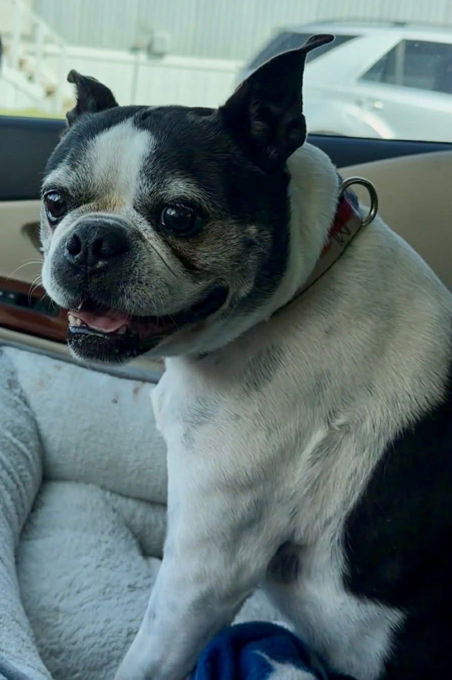 PETEY - Boston Terrier available for adoption