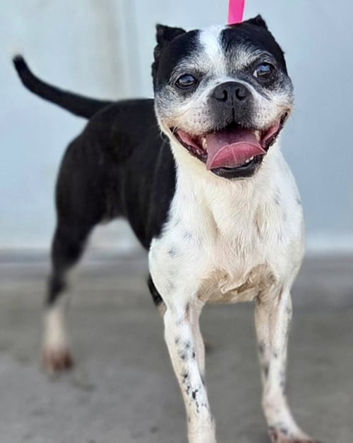DARCY-TEMPORARILY UNAVAILABLE - Boston Terrier for adoption in Plano