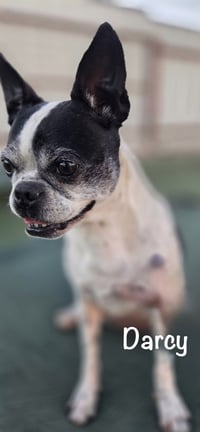 Darcy-TEMPORARILY UNAVAILABLE - Photo 3