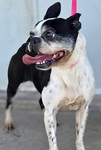 Darcy-TEMPORARILY UNAVAILABLE - Photo 2