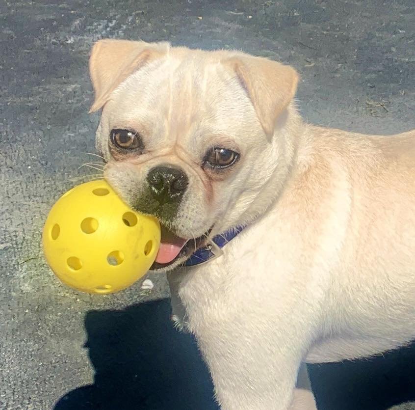 BUG - Pug / Pekingese available for adoption