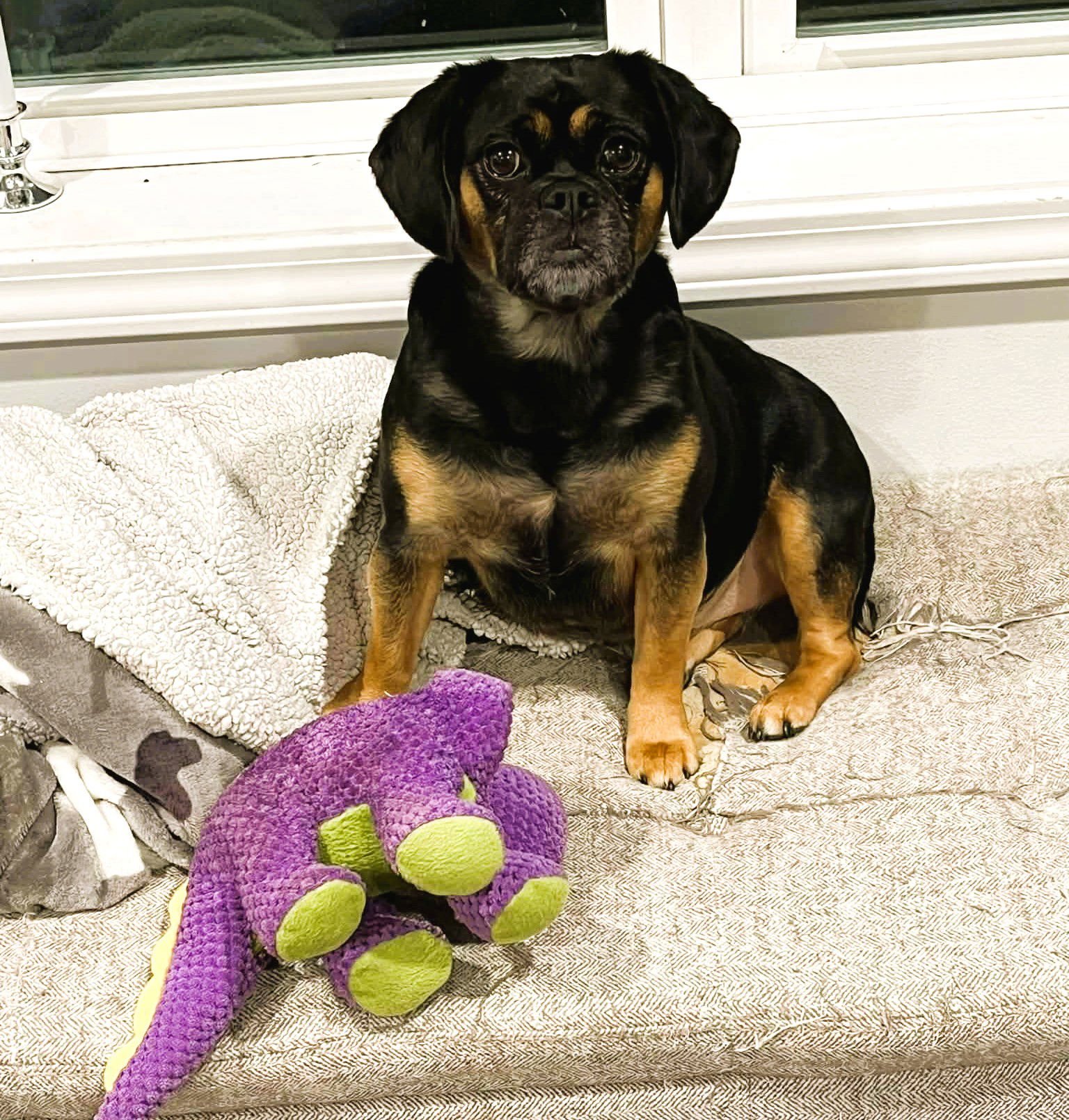 LADY JENNA - Pug / Beagle available for adoption