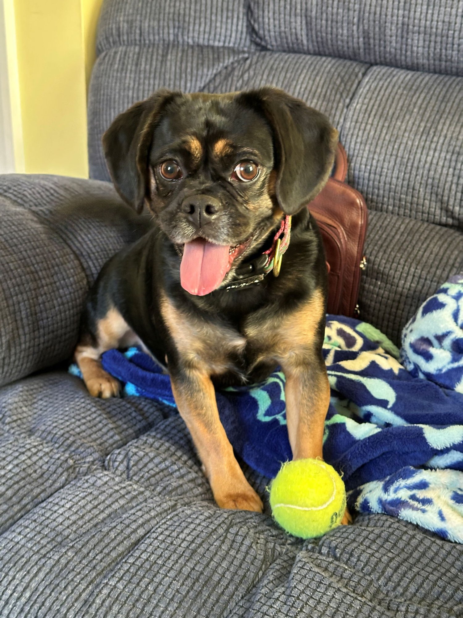 LADY JENNA - Pug / Beagle available for adoption