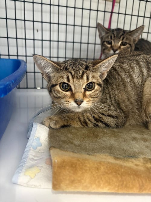 WILENA - Domestic Short Hair available for adoption
