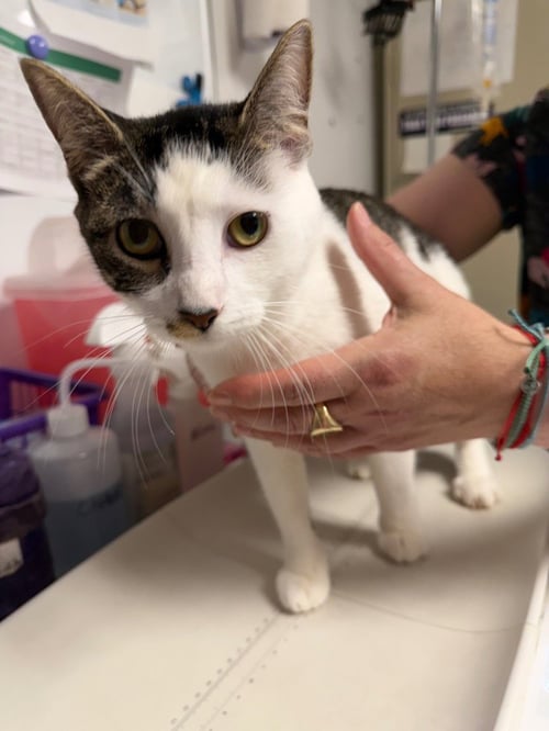 STREEP - Domestic Short Hair available for adoption