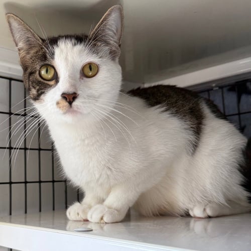 STREEP - Domestic Short Hair available for adoption