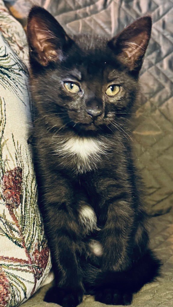 SUGAR COOKIE - Domestic Short Hair available for adoption