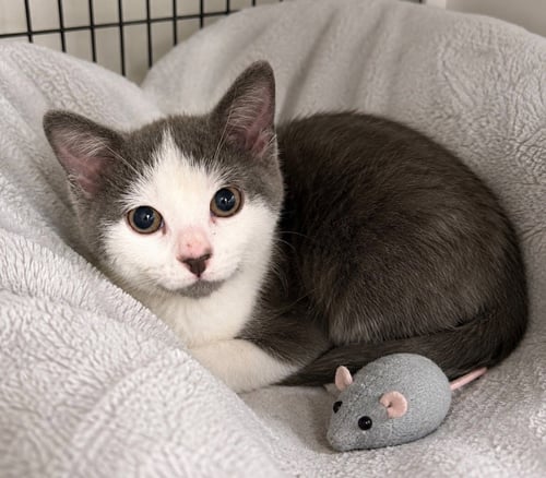 ASH - Domestic Short Hair available for adoption