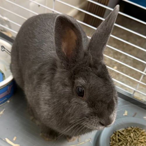 HUMPHREY - Silver Marten available for adoption