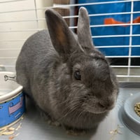 Humphrey - Photo 2