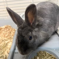 Humphrey - Photo 3