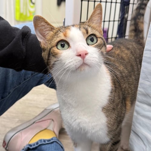 LILAC - Domestic Short Hair available for adoption
