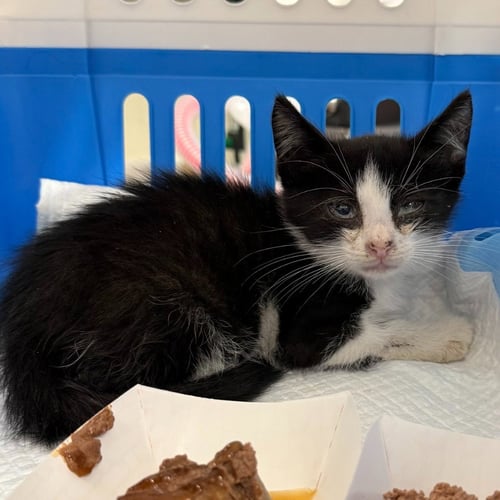 AMTRAK - Domestic Short Hair available for adoption
