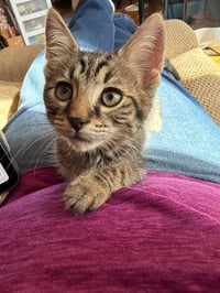 Ezra - Photo 2