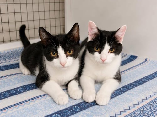 AMTRAK - Domestic Short Hair available for adoption