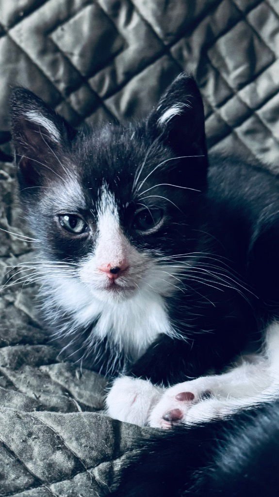 SUGAR RAY - Domestic Short Hair available for adoption