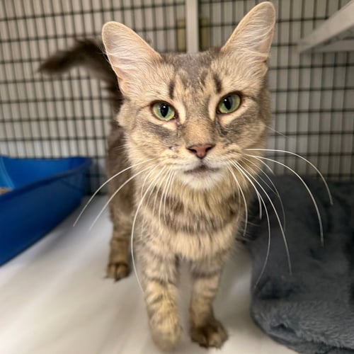 EMPRESS - Domestic Medium Hair available for adoption