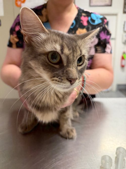 EMPRESS - Domestic Medium Hair available for adoption