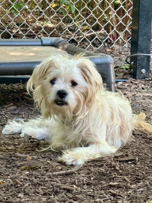 ALMOND - Maltese available for adoption