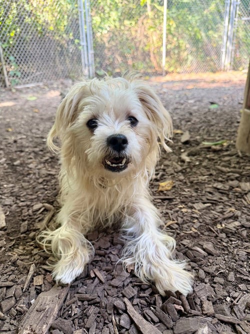 ALMOND - Maltese available for adoption