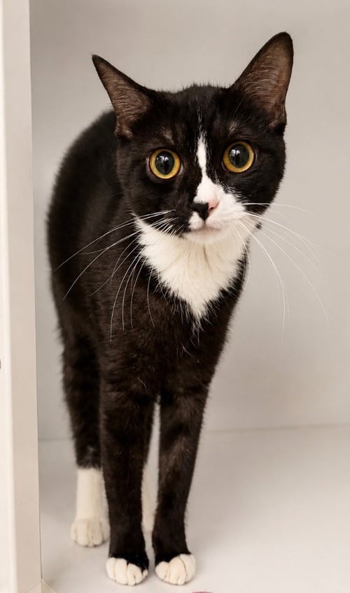 HAFSAH - Domestic Short Hair available for adoption