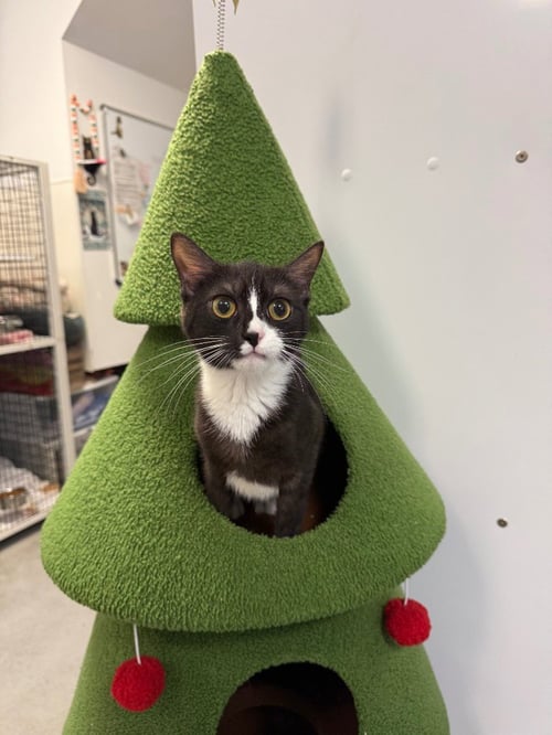 HAFSAH - Domestic Short Hair available for adoption