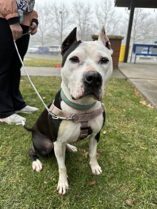 PANDA - American Staffordshire Terrier available for adoption