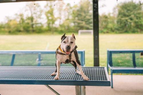 PANDA - American Staffordshire Terrier available for adoption