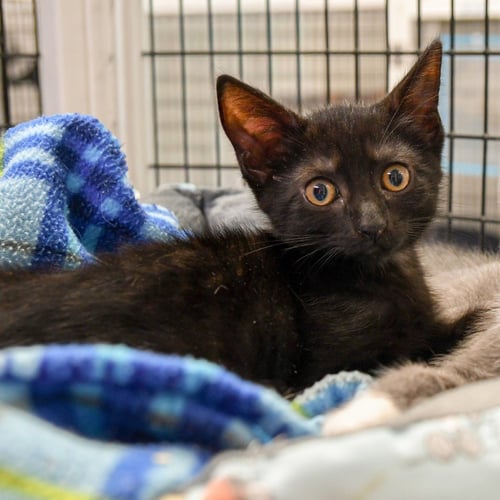 AMIR - Domestic Short Hair available for adoption