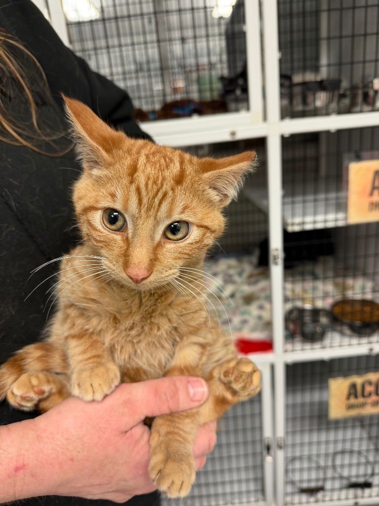 BERT - Domestic Short Hair available for adoption