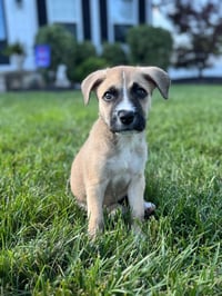 Josie - Photo 1