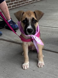Josie - Photo 2