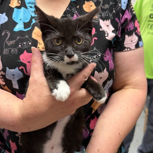 PIKACHU - Domestic Medium Hair available for adoption