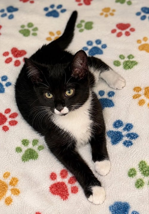 PIKACHU - Domestic Medium Hair available for adoption