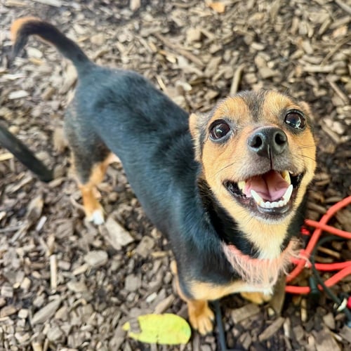 UVA - Miniature Pinscher available for adoption