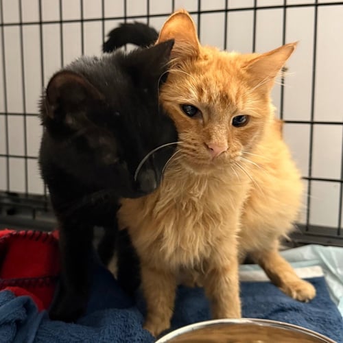 CHESTER - Domestic Medium Hair available for adoption