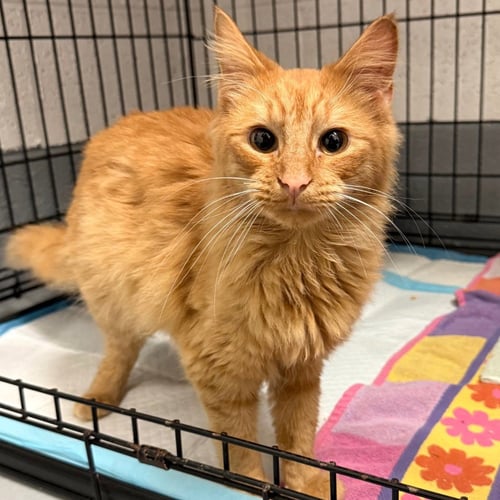 CHESTER - Domestic Medium Hair available for adoption