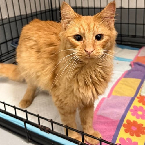CHESTER - Domestic Medium Hair available for adoption