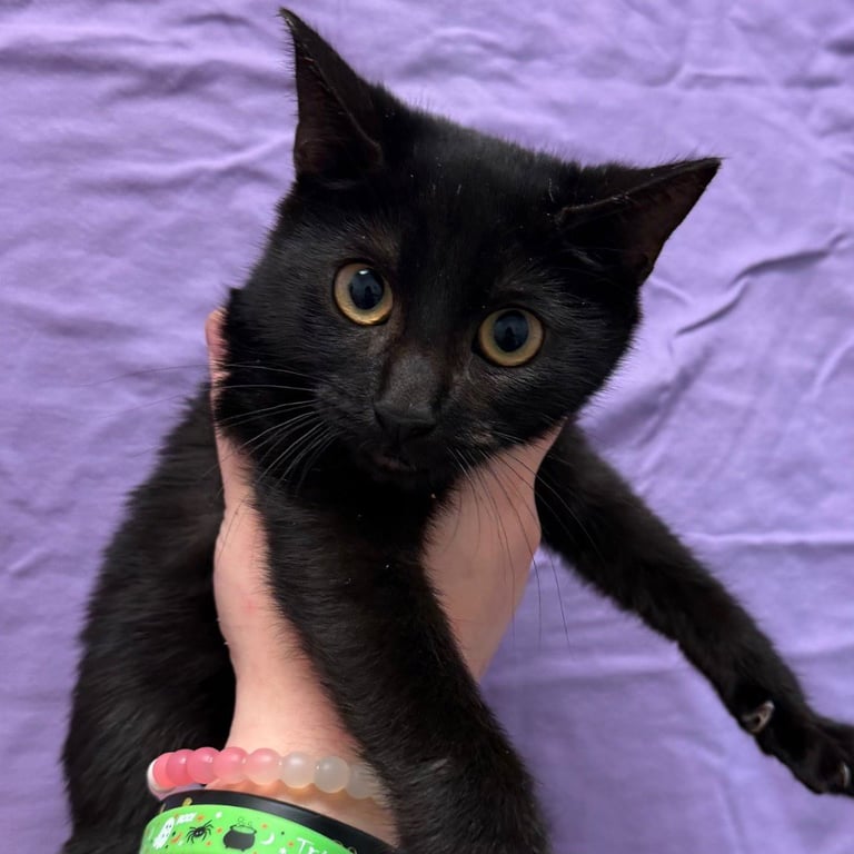 Binx Image