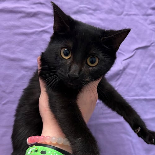 BINX - Domestic Short Hair available for adoption