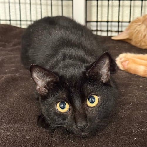 BINX - Domestic Short Hair available for adoption