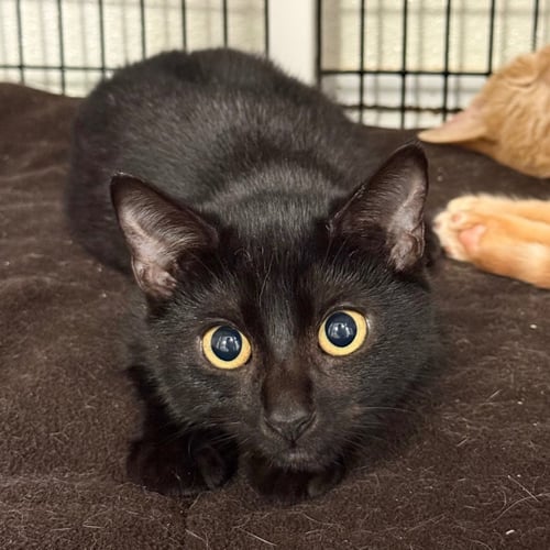 BINX - Domestic Short Hair available for adoption