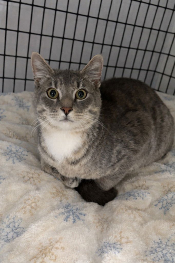 HAZE - Domestic Short Hair available for adoption