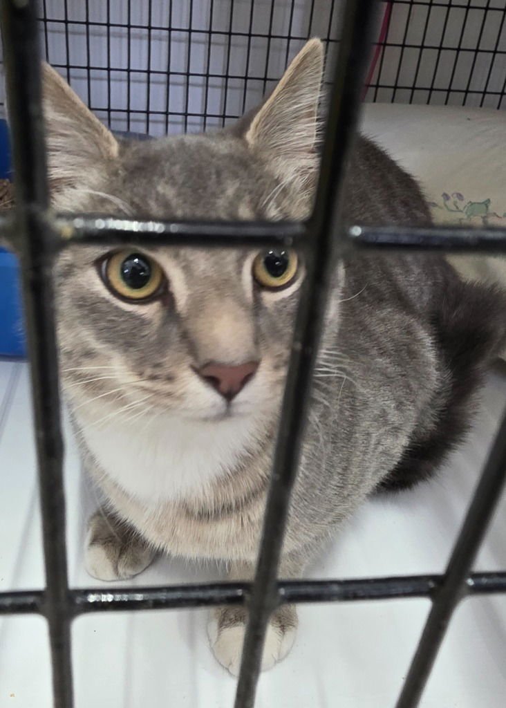 HAZE - Domestic Short Hair available for adoption