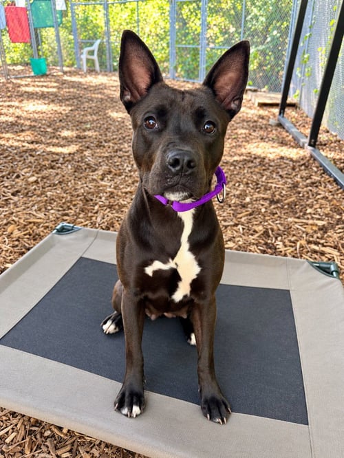 OCEAN - American Staffordshire Terrier available for adoption