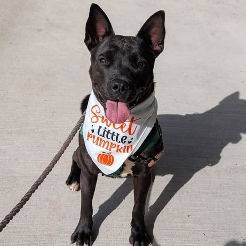 OCEAN - American Staffordshire Terrier available for adoption