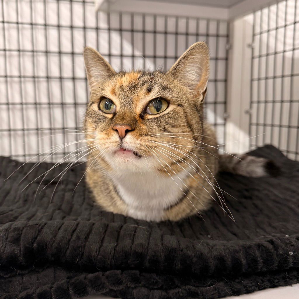 JESSIE - Domestic Short Hair available for adoption