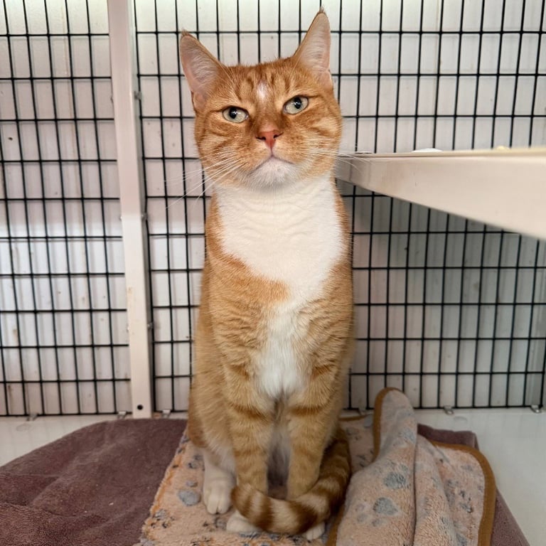 Remy Image