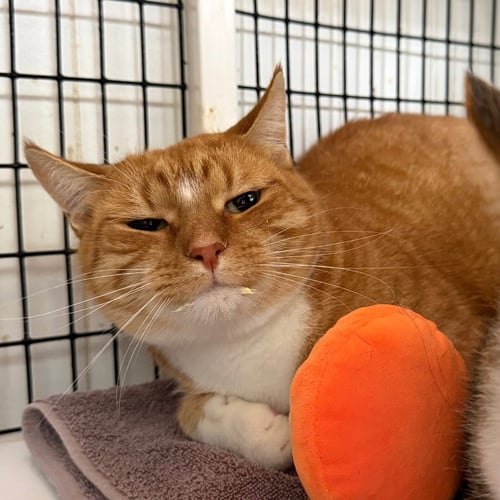 REMY - Domestic Short Hair available for adoption