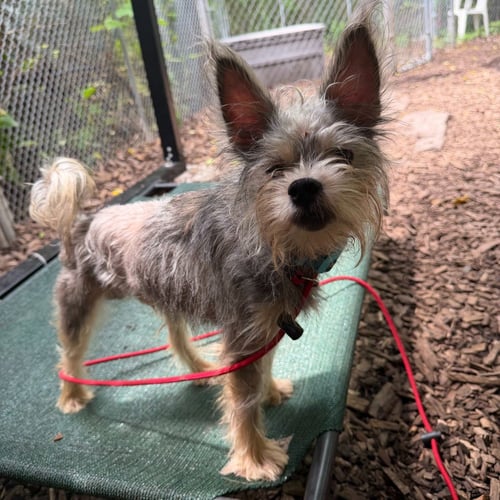 KEITH - Yorkshire Terrier Yorkie available for adoption